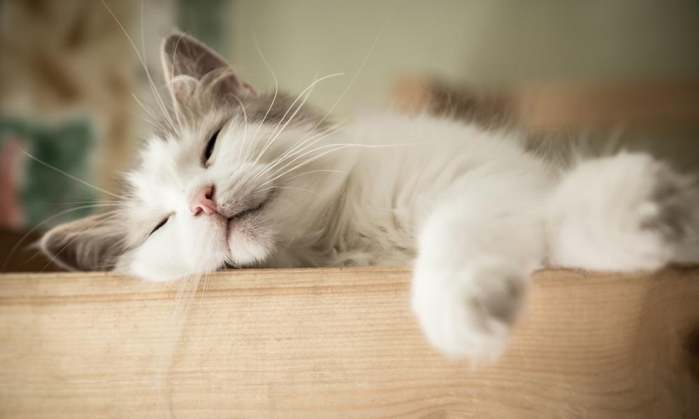 Cat asleep on furniture