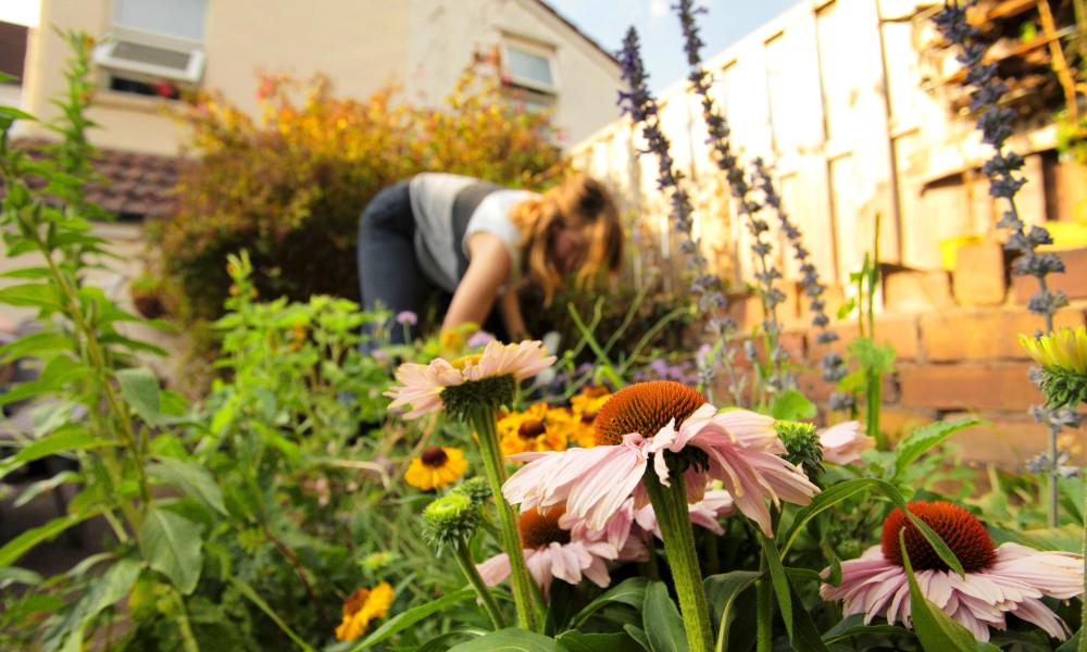 Closeup of echinacea with gardener in the background