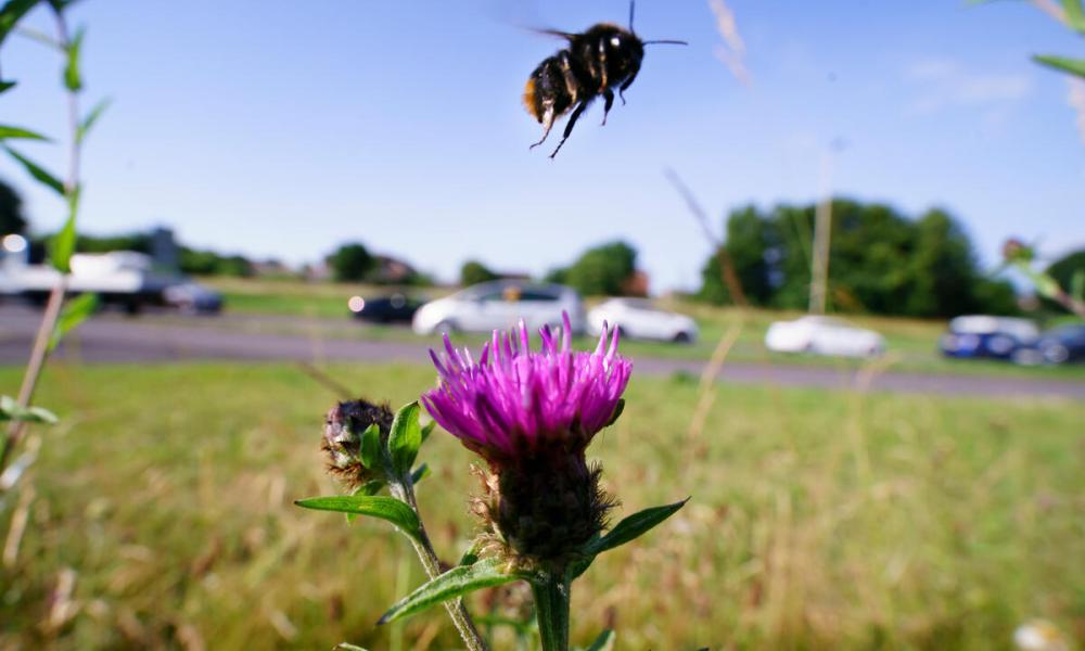 Bumblebee takes off from common knapweed with traffic in background. Troon Way, Leicester, UK.