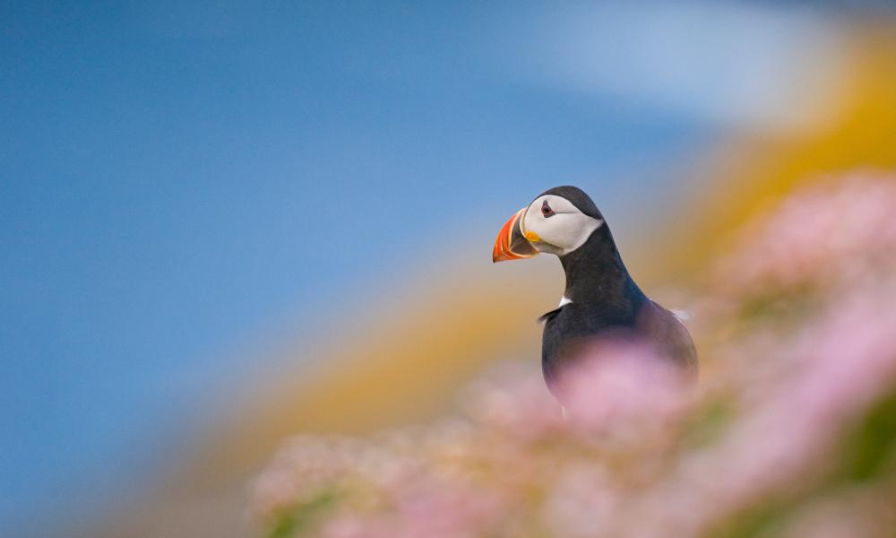 An adult Atlantic puffin (Fratercula arctica) among the rich coastal colours of purple thrift and yellow lichens, Shetland Islands, Scotland, UK