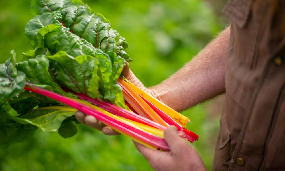 Rainbow chard