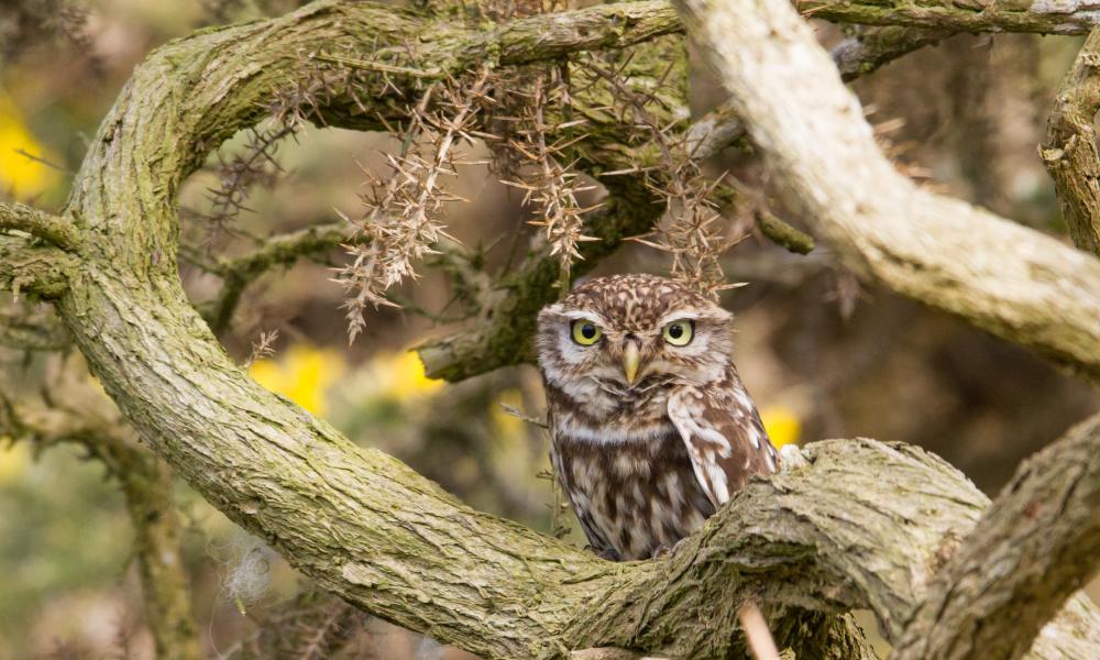 Little Owl