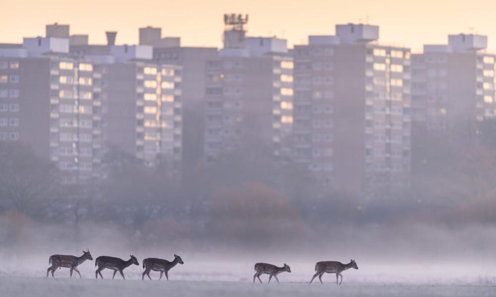 Fallow deer (Dama dama) walking across frost-covered playing fields at dawn, with tower blocks of London in the background. Richmond Park, London, UK