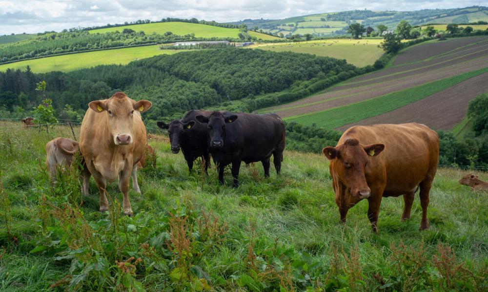 Cattle at farm in Devon