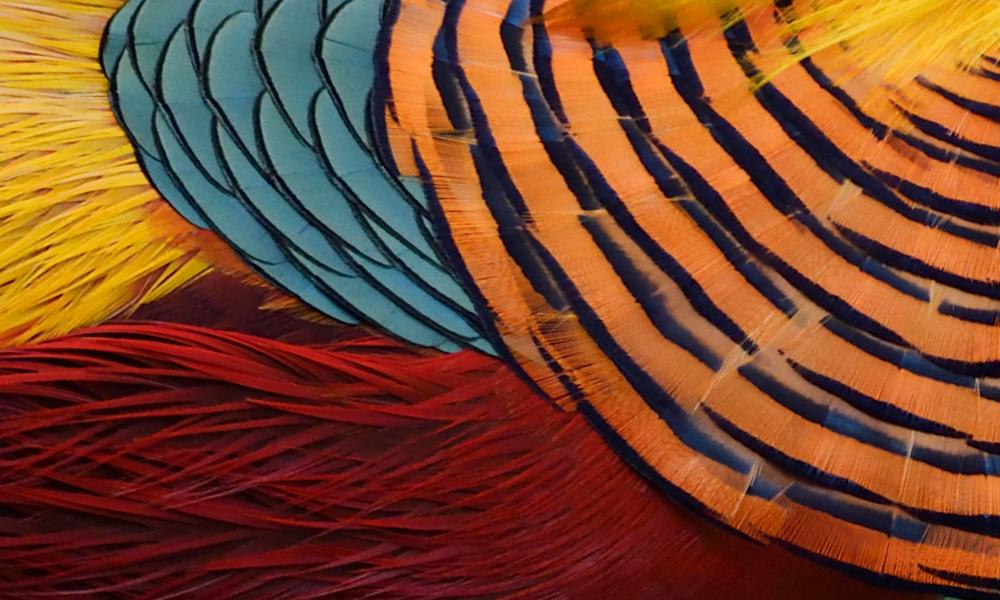 Close up of feathers of the Golden pheasant, (Chrysolophus pictus), displaying to female pheasants at Yangxian Nature Reserve, Shaanxi, China