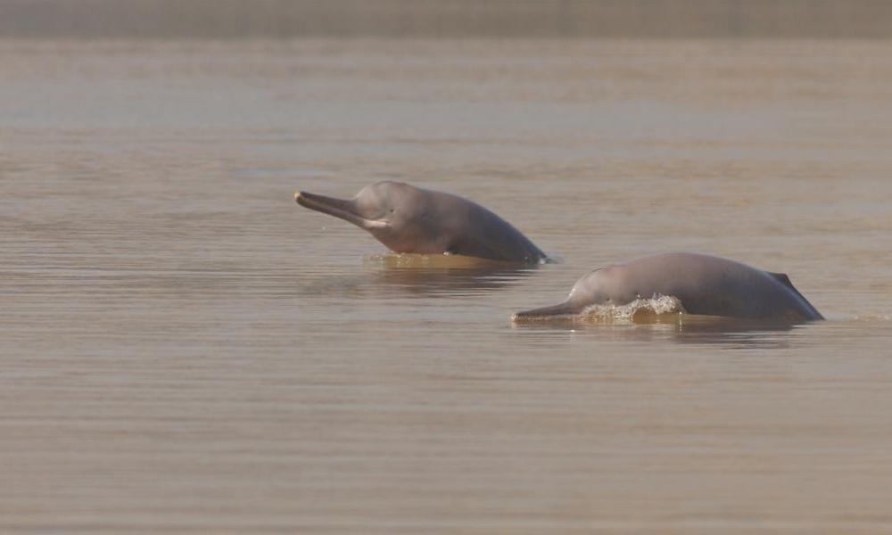 Two Indus River Dolphin, Sukkur Barrage, Pakistan