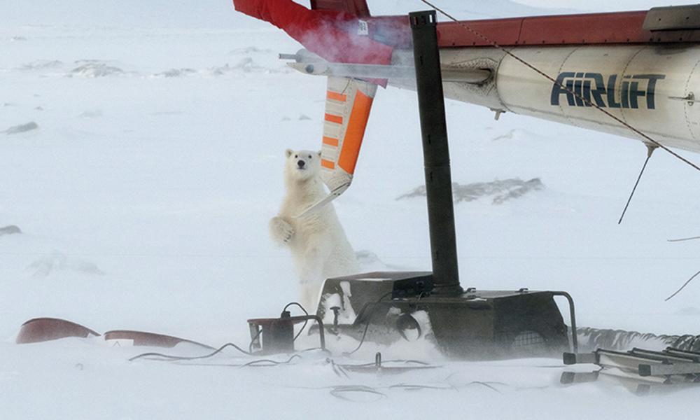 Polar bear near camp