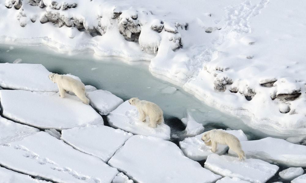 Polar bears son cracked ice