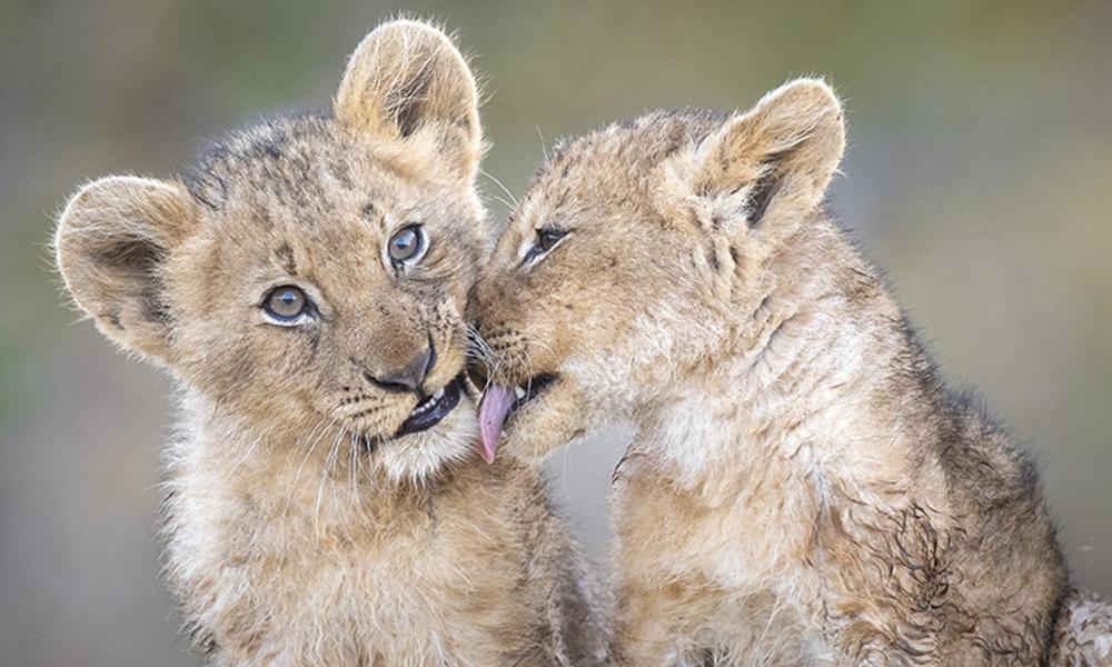 Two lion cubs grooming