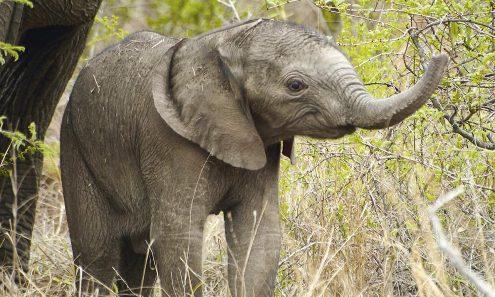 Baby elephant