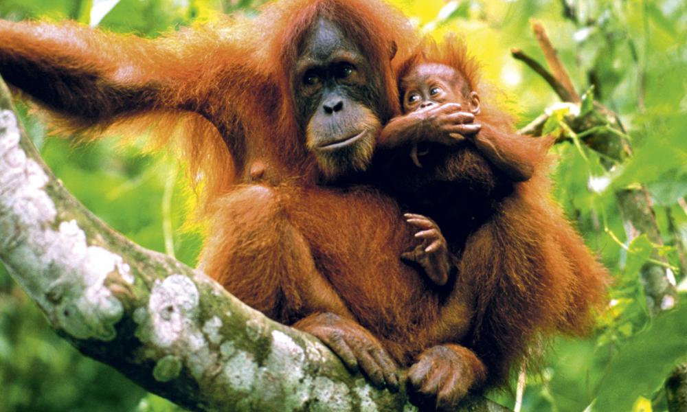 Orangutan and baby