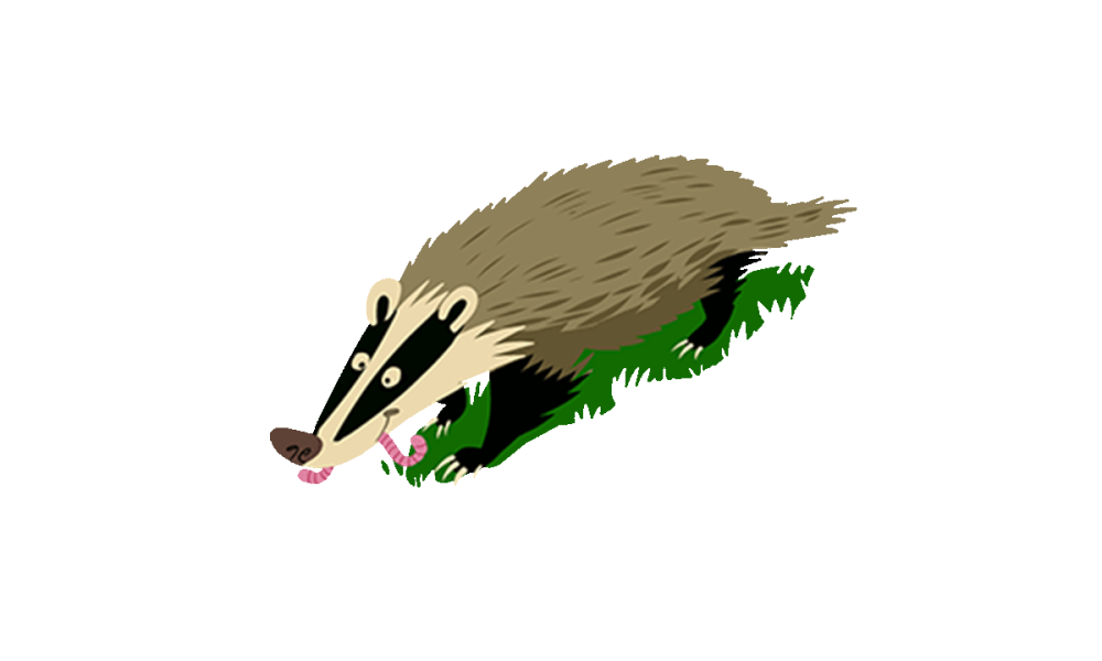 Illustrated badger