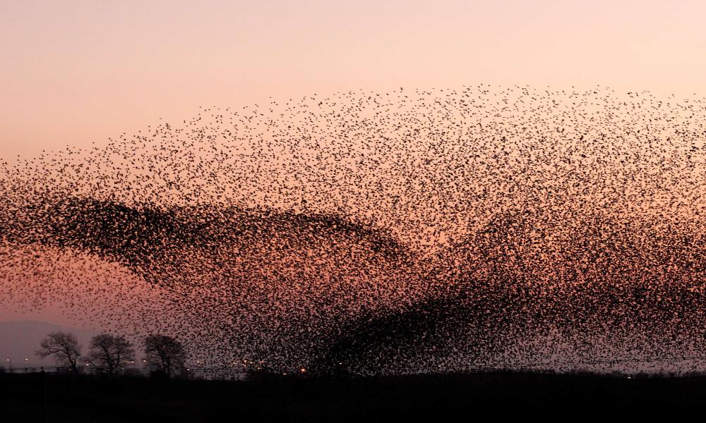 Large flock of European startlings (Sturnus vulgaris) in a murmuration, going to roost at dusk, Gretna Green, Scotland, UK