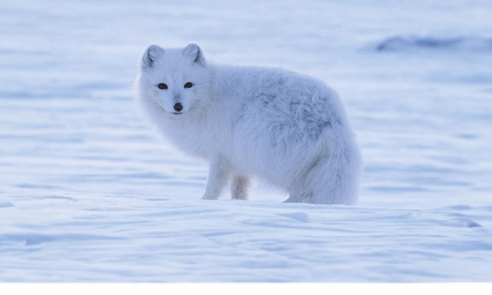 Arctic fox