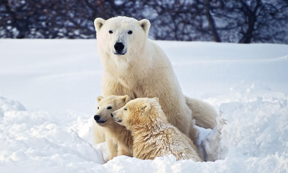 Polar bear and cubs