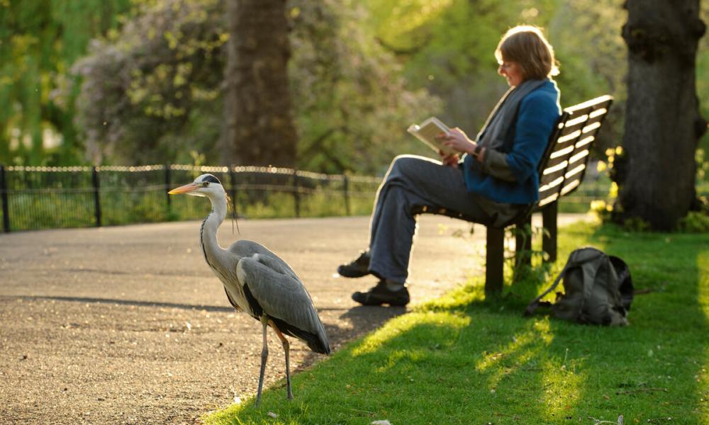 Grey heron beside women reading book on bench in Regent's park London, England
