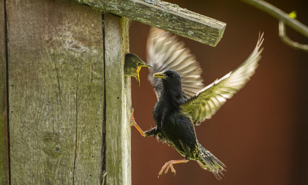 Common starling by a bird house, feeding its chick.