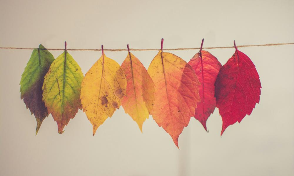 Drying autumnal leaves on a line