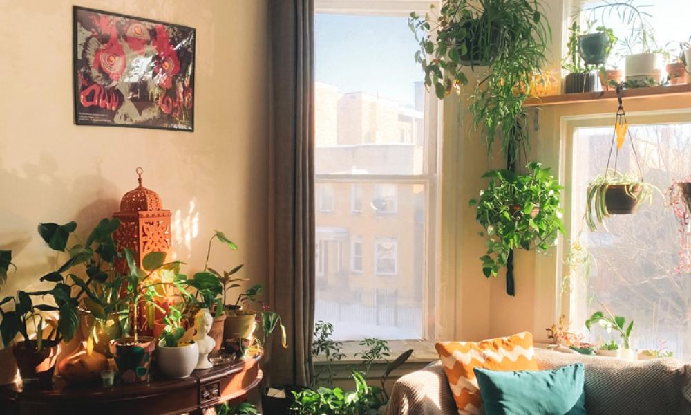 Sitting room with house plant on table and hanging in front of window