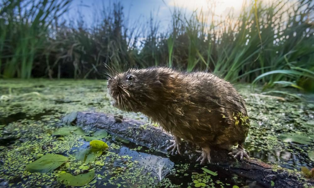 A water vole (Arvicola amphibius) stands on a branch floating in wetlands at Gwent Wildlife Trust’s Magor Marsh Nature Reserve, Monmouthshire, Wales, UK.  Water voles are classed as endangered in England and critically endangered in Wales, and were reintroduced into the Gwent Levels, where they have been under threat from proposed extensions to the M4 motorway.