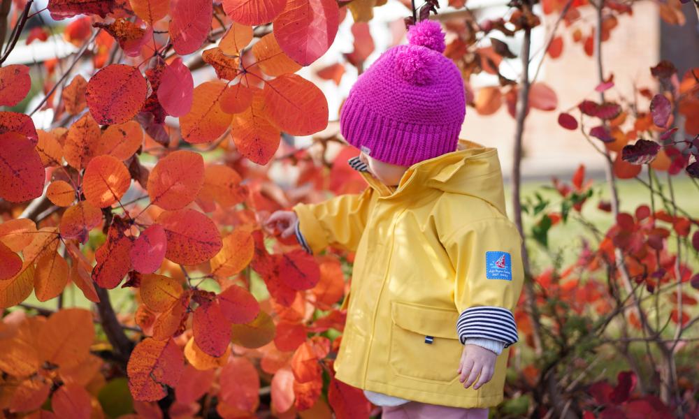 Young girl inspects Autumn leaves, UK.