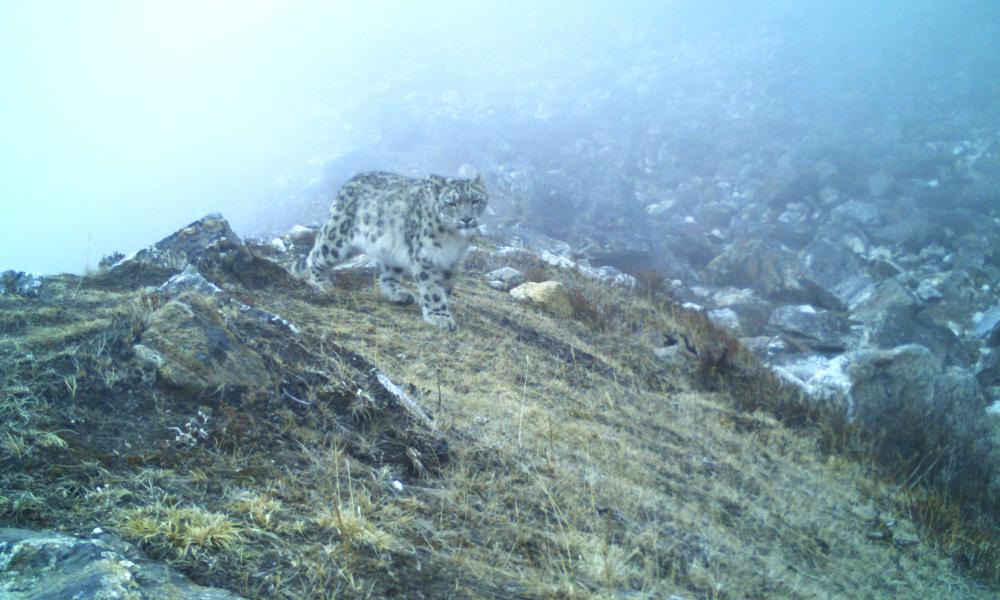 Aesthetic snow leopard in western KCA