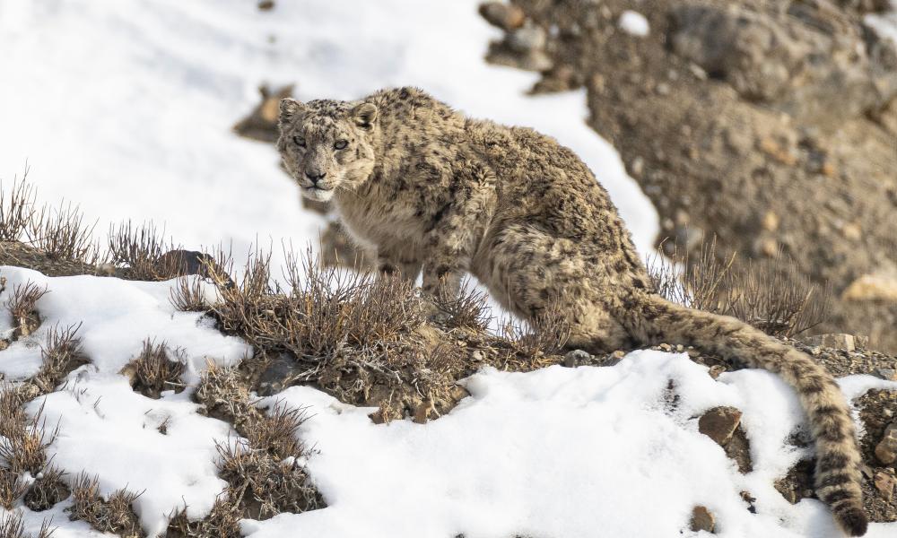 snow leopard