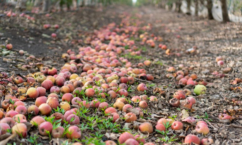 Apples that have fallen to the ground in orchard