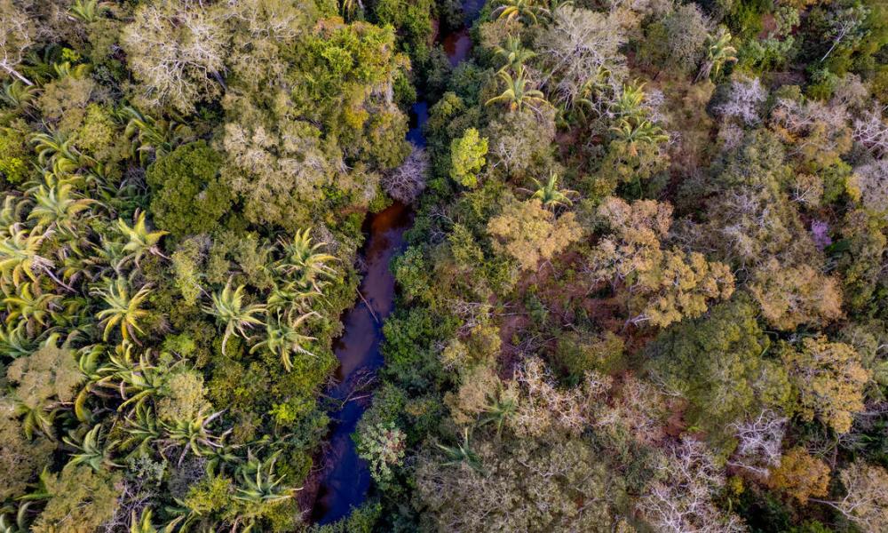 Amazon river with trees either side 