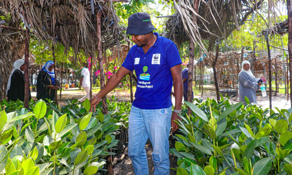 PPL mkunumbi CFA Setting up tree nursery