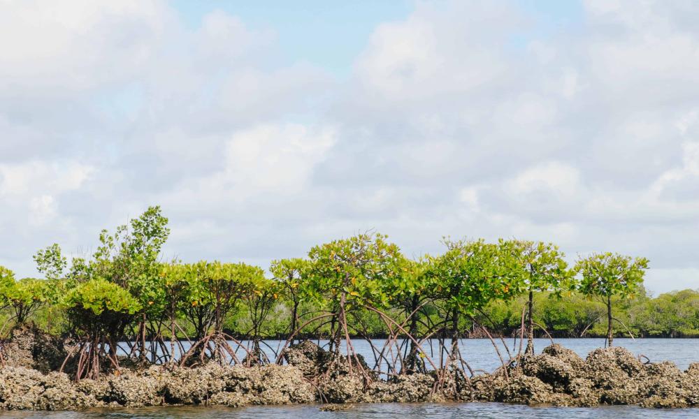 mangrove trees growing in the ocean