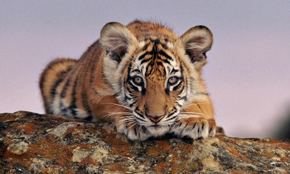 Bengal tiger (Panthera tigris) cub. USA