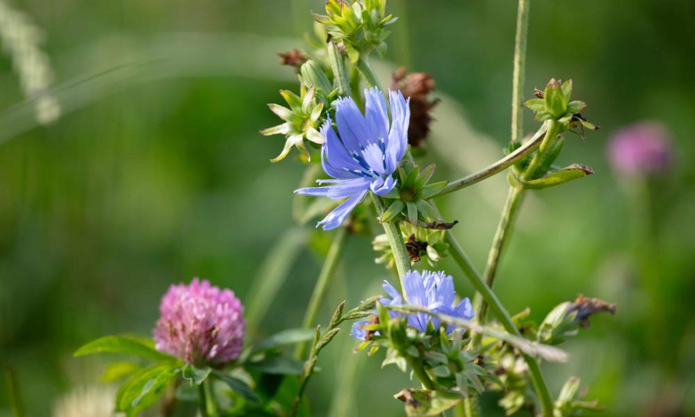 Herbal ley on Whitriggs Farm, The Scottish Borders