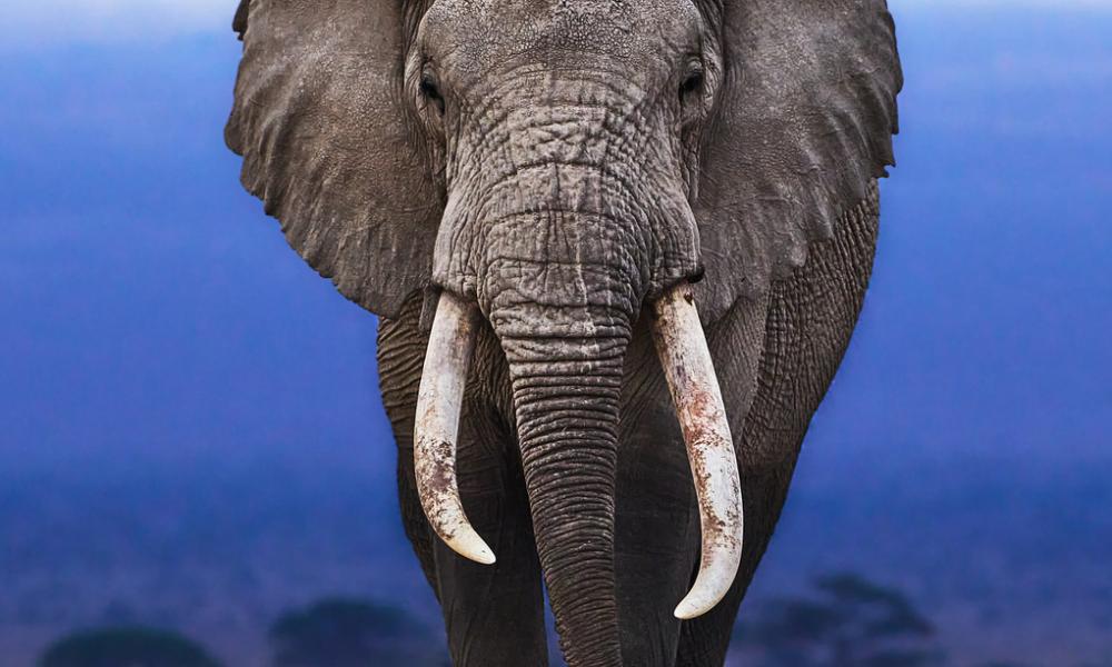 african elephant