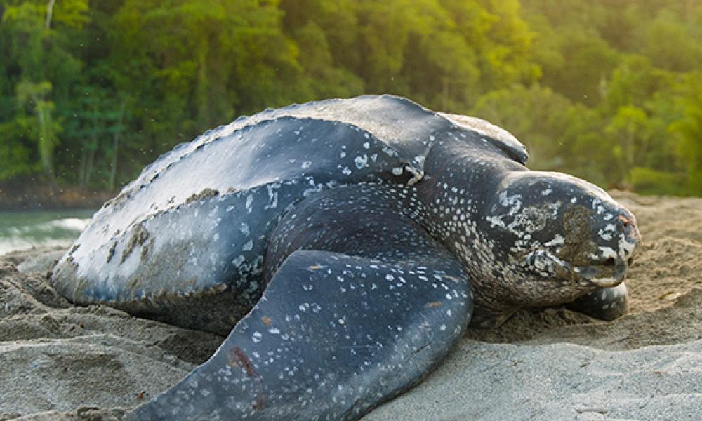 Leatherback turtle