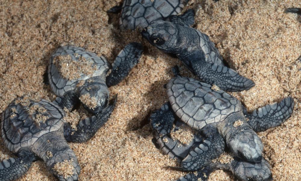 Green turtle hatchlings emerging from the sand