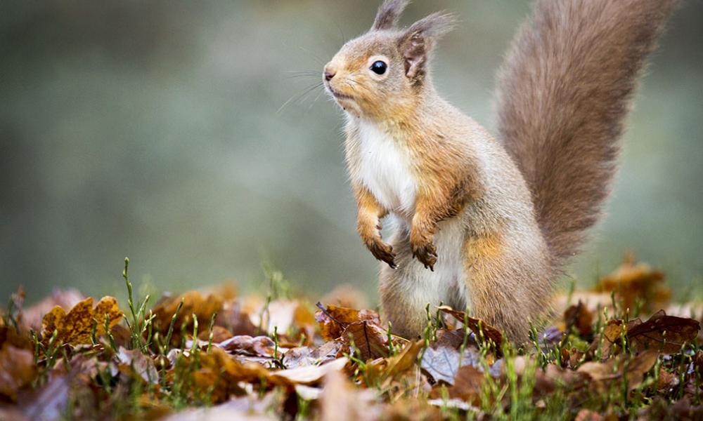 A photo of a red squirrel amongst autumn leaves, Scotland, UK.