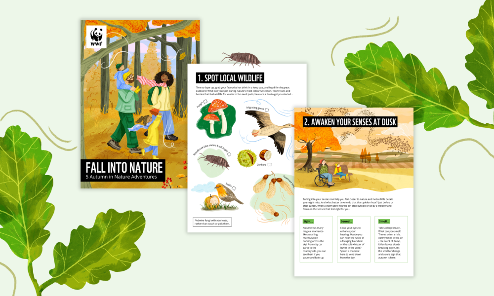 A preview of an autumn activity pack, including the cover page, a wildlife spotter and mindfulness activity.