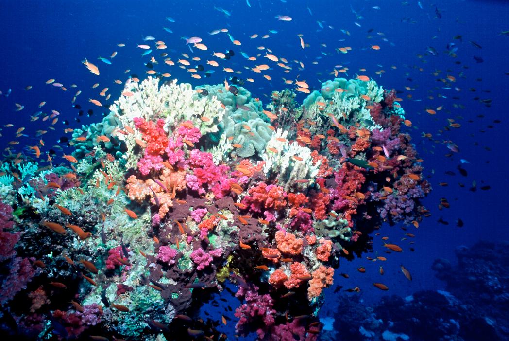 Coral Reefs And Climate Change | WWF