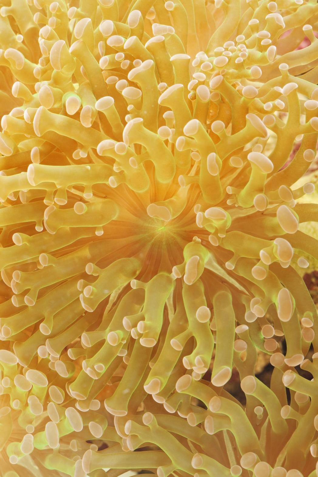 Coral Reefs And Climate Change WWF   Frogspawn Branching Coral  0 