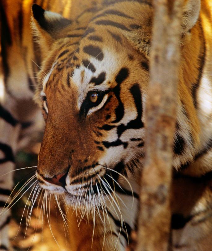 Top 10 Facts About Tigers | WWF