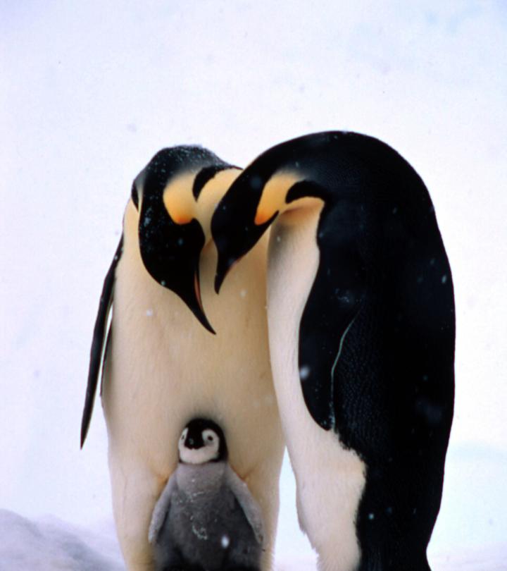 Top 10 Facts About Emperor Penguins | WWF