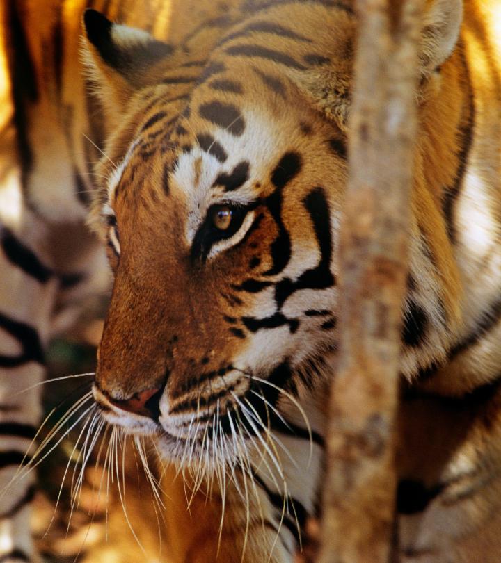 10 Things You Need To Know About Bengal Tigers