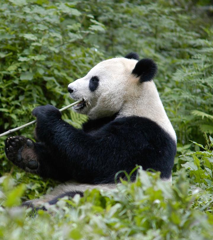 Giant Panda Facts and Pictures