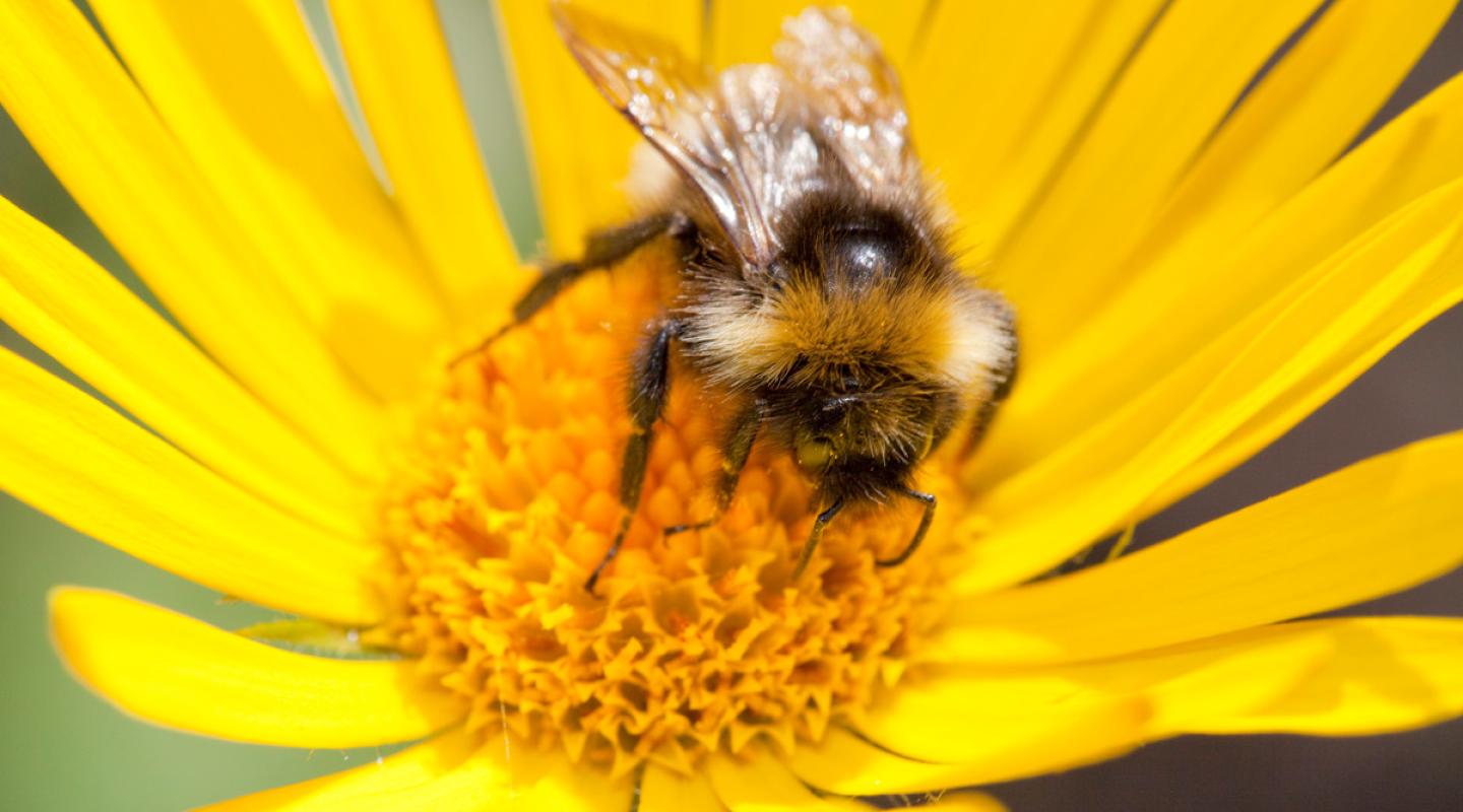 learn-these-top-10-facts-about-bees-wwf