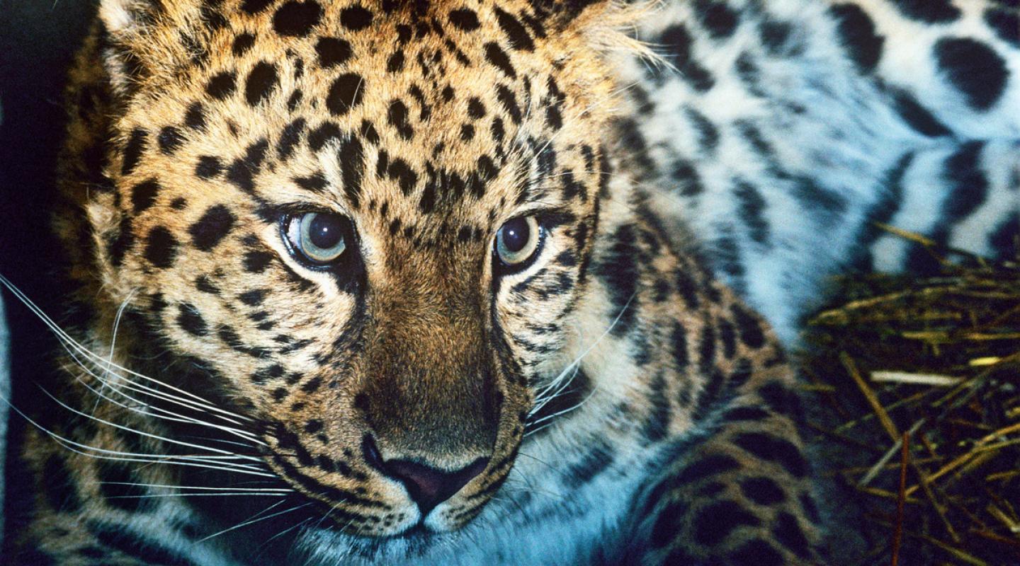 Top 10 Facts About Amur Leopards | WWF