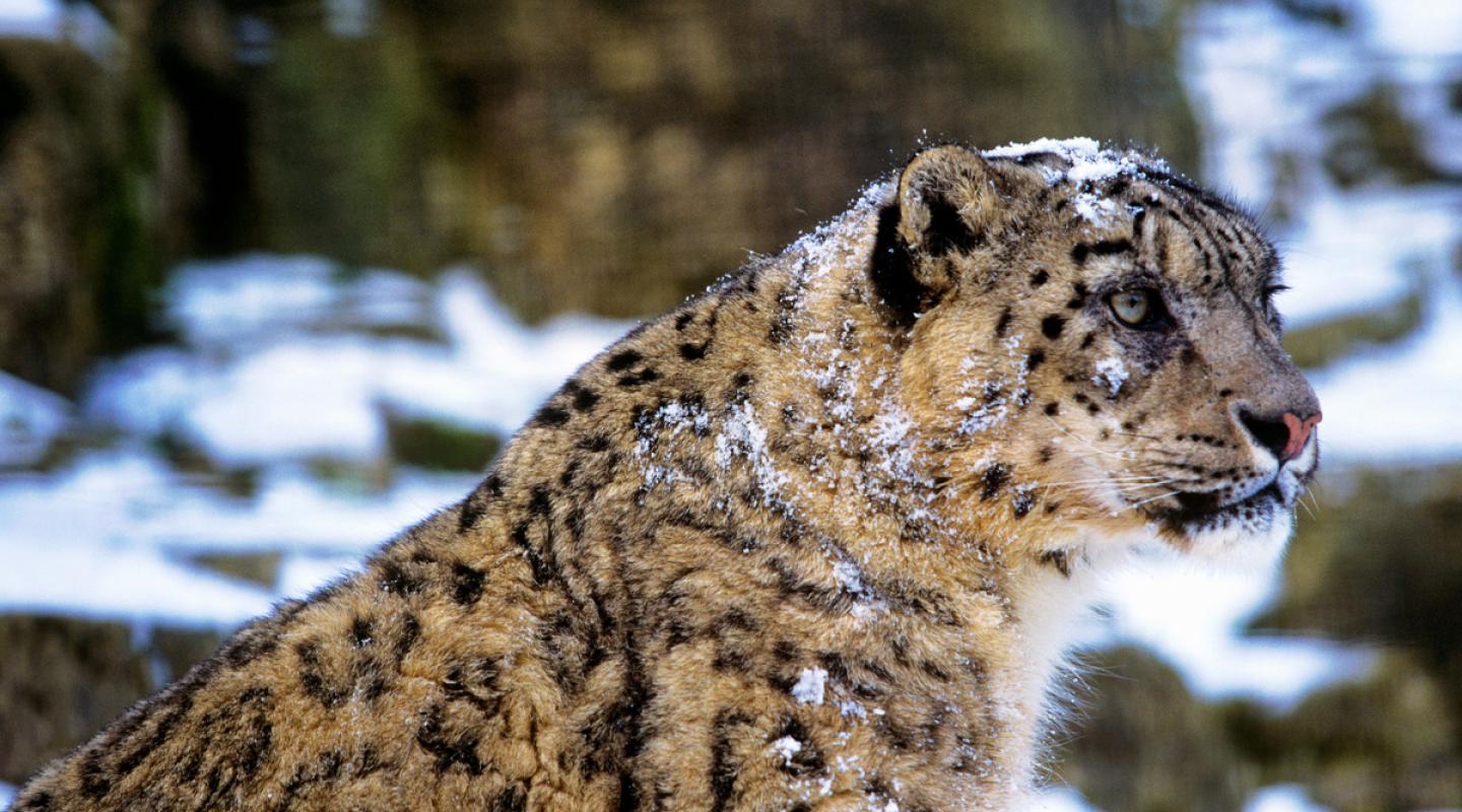 top-10-facts-about-snow-leopards-wwf