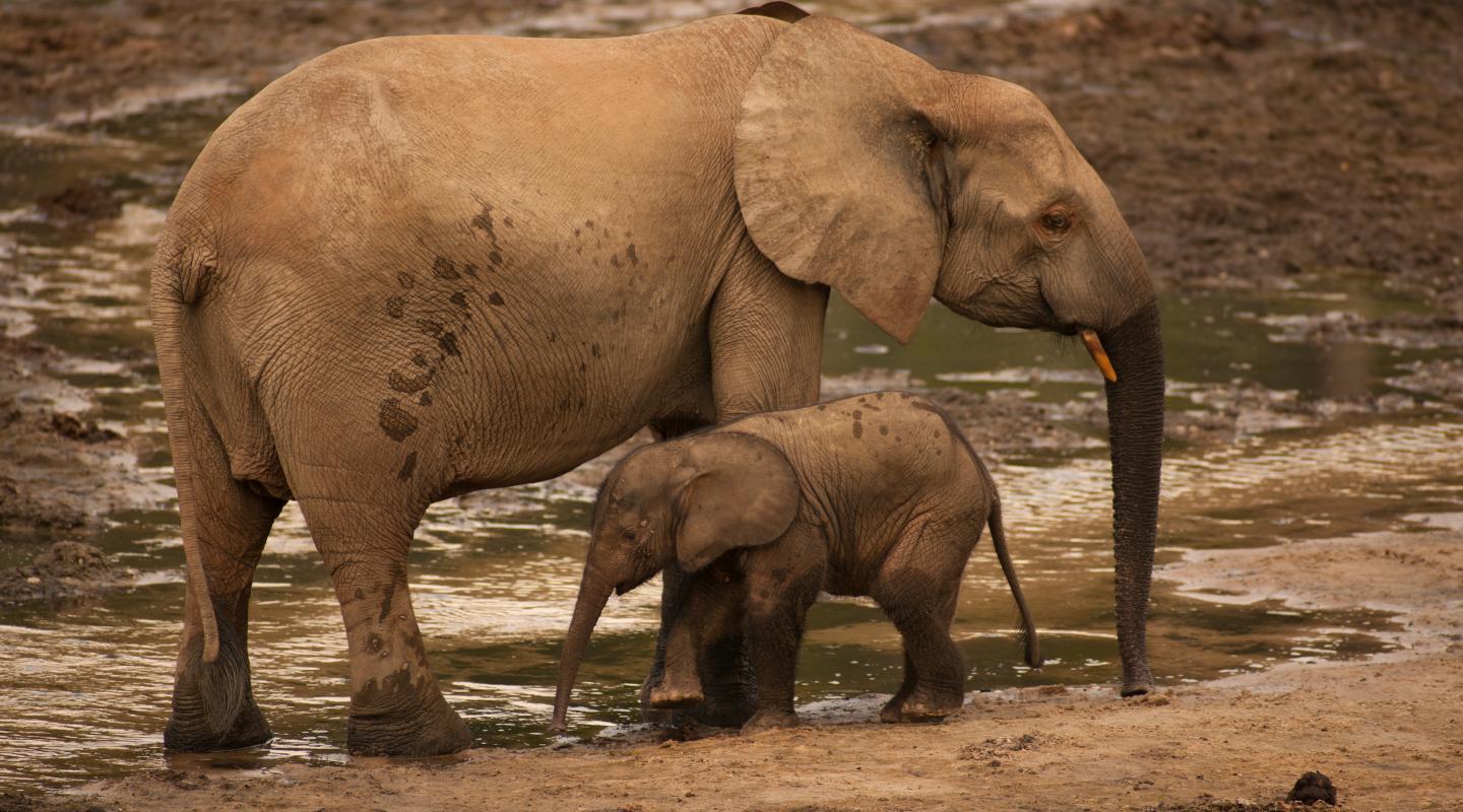 10 of the world's most endangered animals | WWF