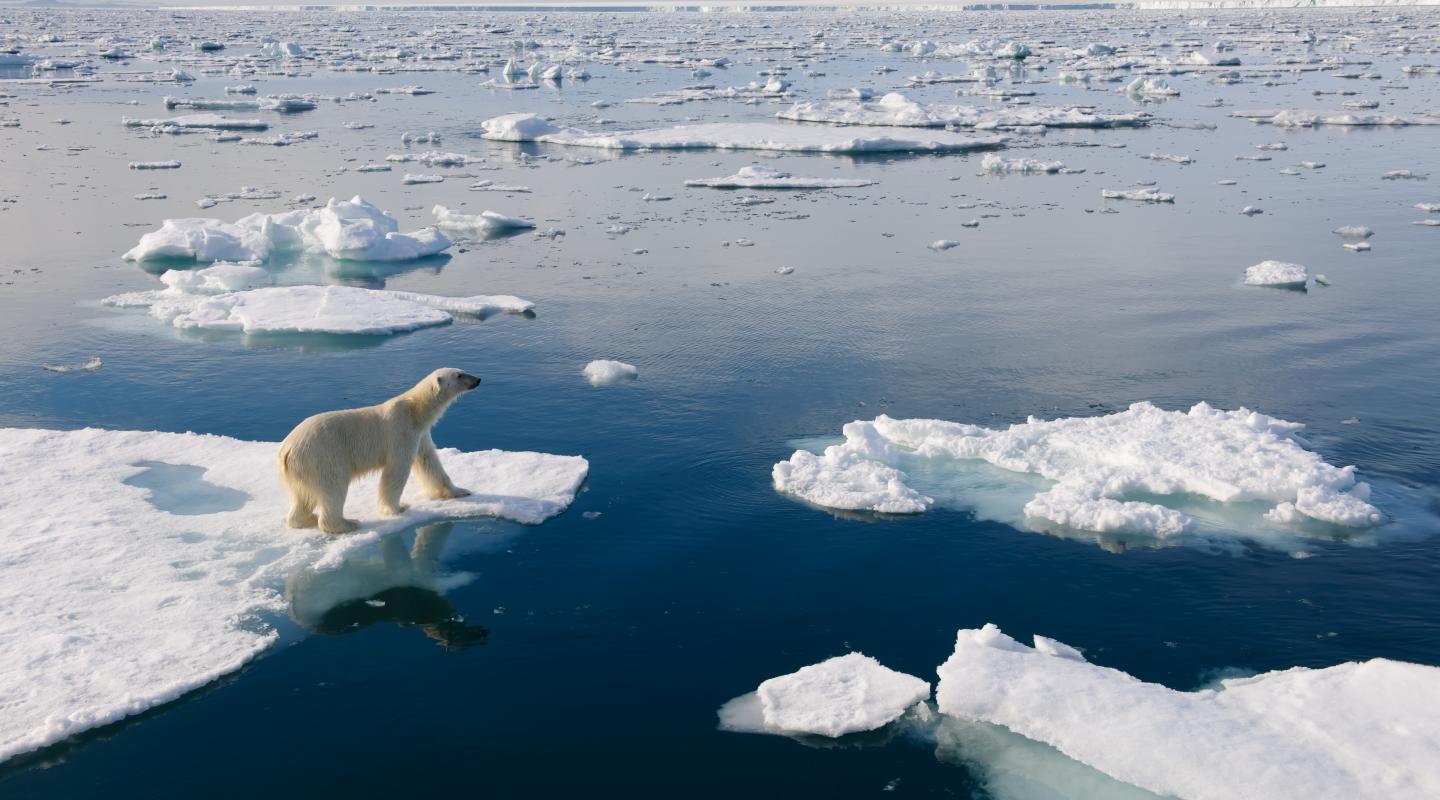top-10-facts-about-polar-bears-wwf