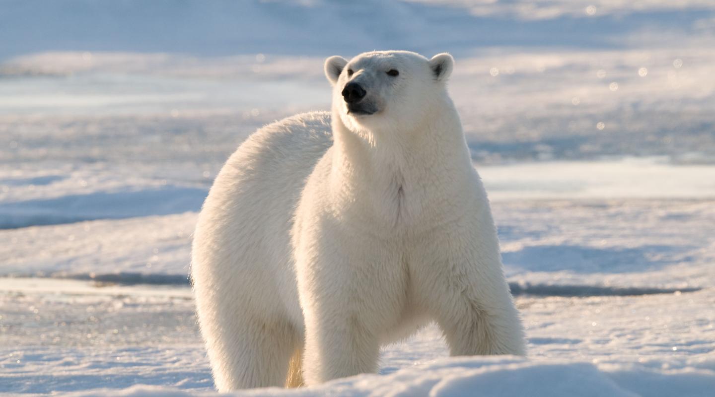 11-facts-you-didn-t-know-about-polar-bears-wwf